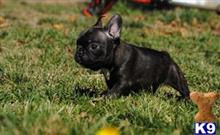 french bulldog puppy posted by Jessica reynolds